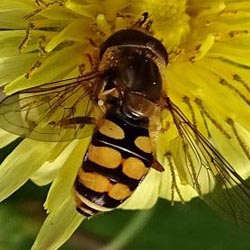 Eupeodes corollae